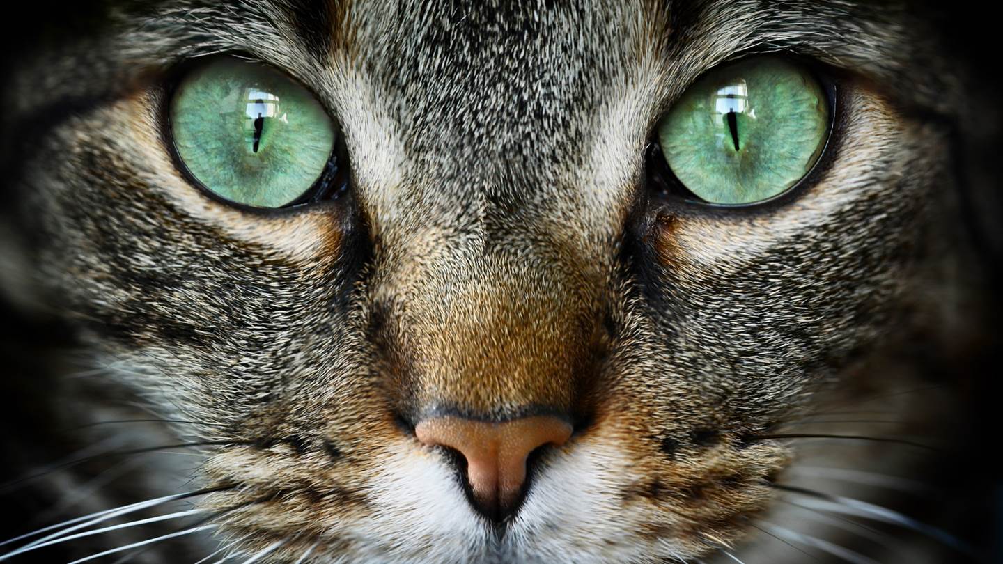 Έτσι βλέπουν τον κόσμο τα ζώα