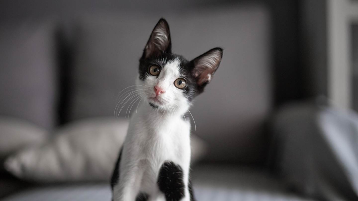 Πώς θα μάθεις στη γάτα σου να ακούει το όνομά της