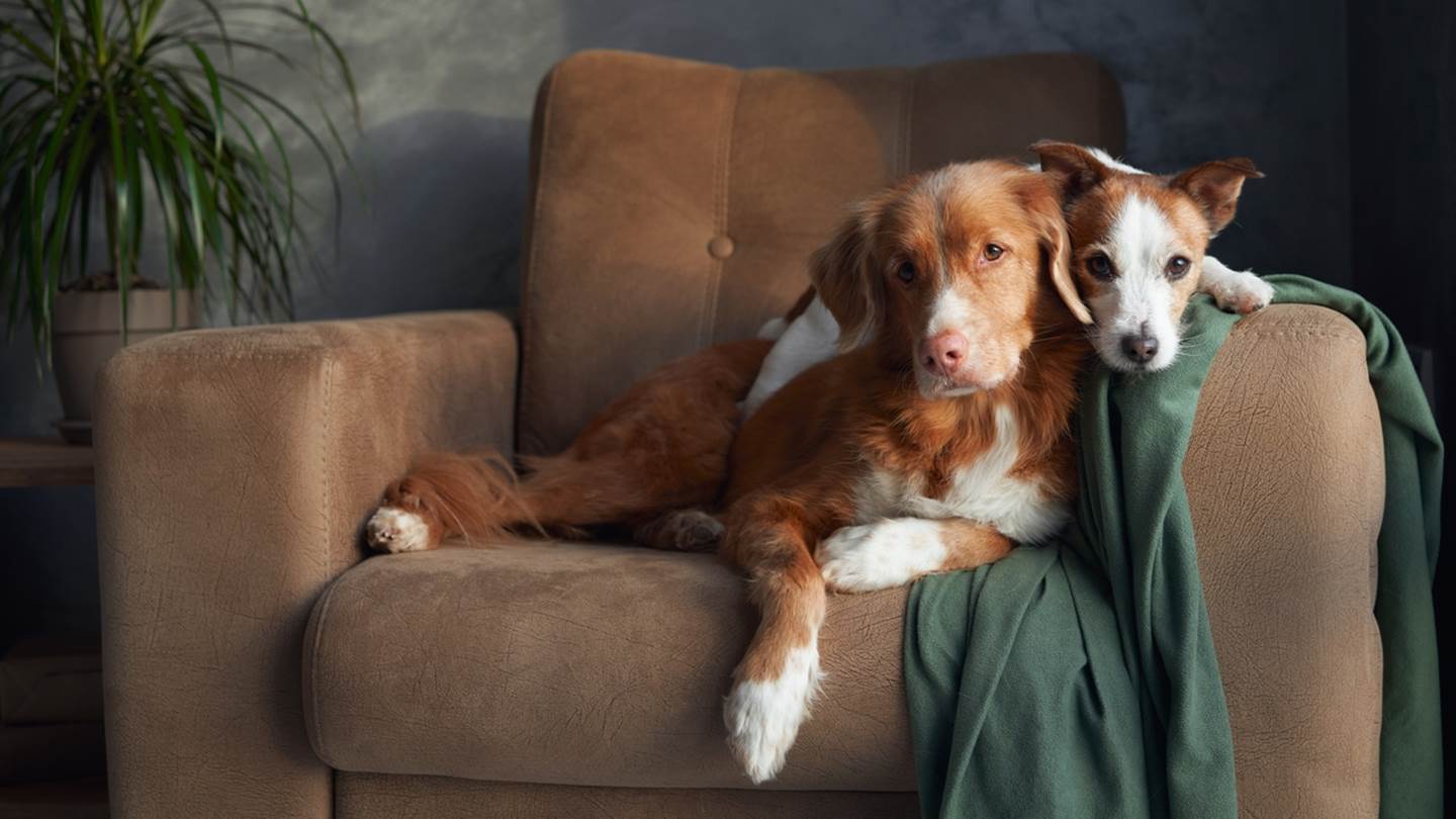 Ήξερες ότι ένας σκύλος μπορεί να κάνει πιο δελεαστική την αγορά ενός ακινήτου;