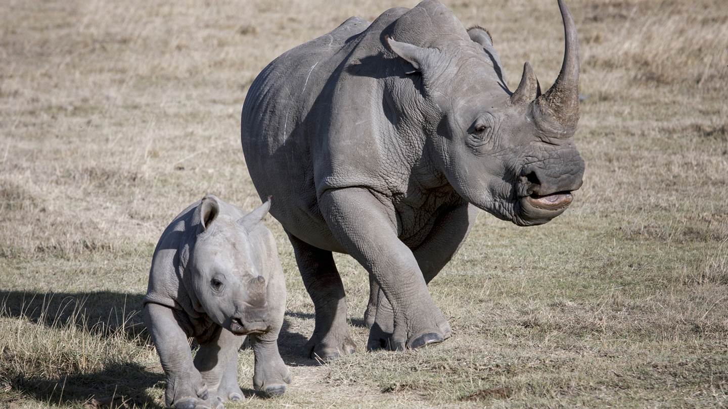 Στα καλά νέα της ημέρας, μόλις εμφανίστηκε ένα σπάνιο μωρό ρινόκερος στη ζούγκλα Ιάβας