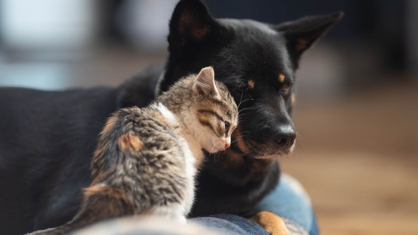 Οι αλλαγές στο νομοσχέδιο για ζώα συντροφιάς και αδέσποτα