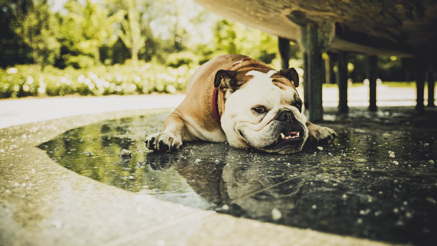 Προστατεύοντας τον σκύλο σου από τον καύσωνα