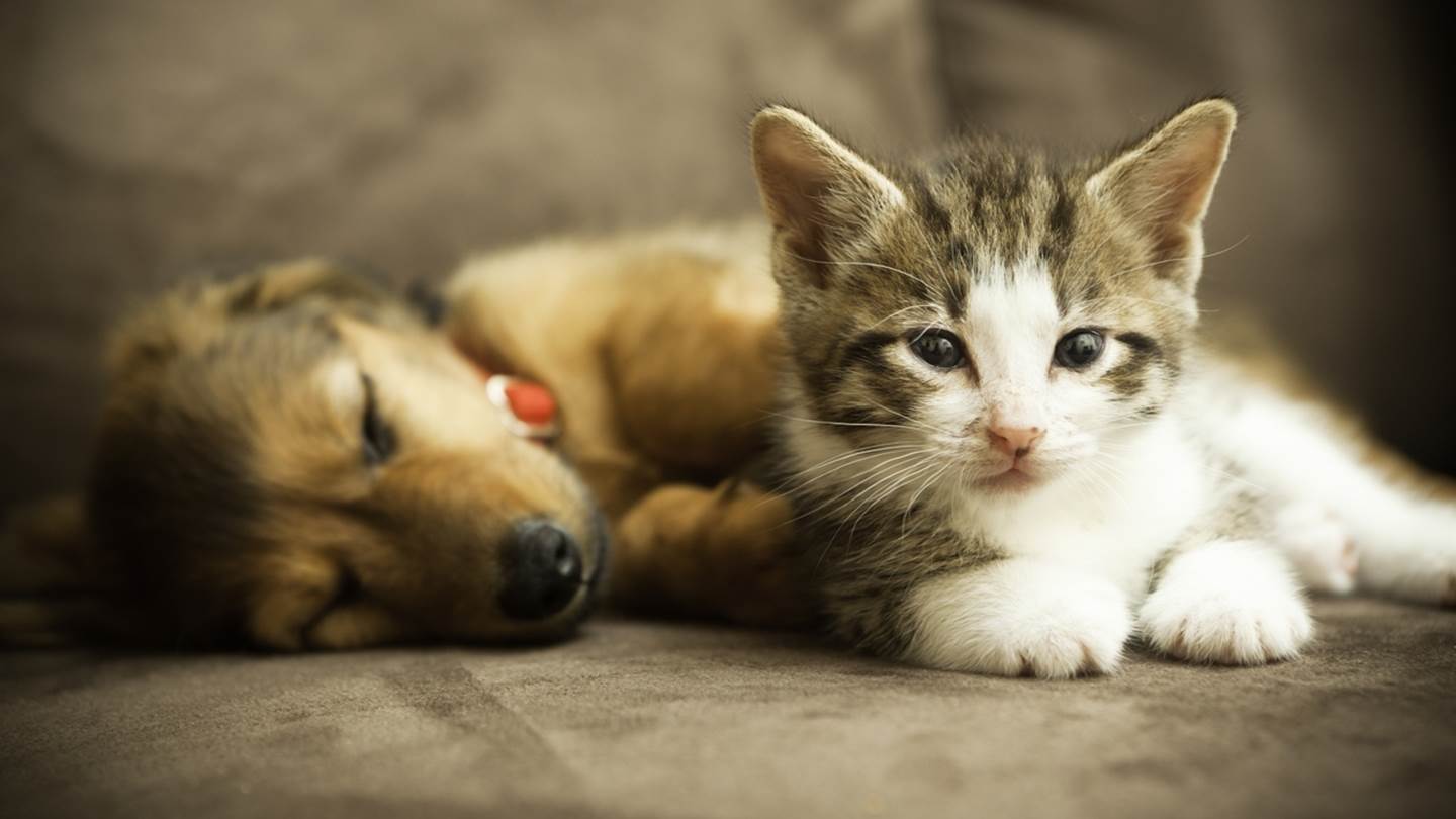 Πώς θα βοηθήσεις το κατοικίδιό σου να ζήσει ως τα βαθιά γεράματα