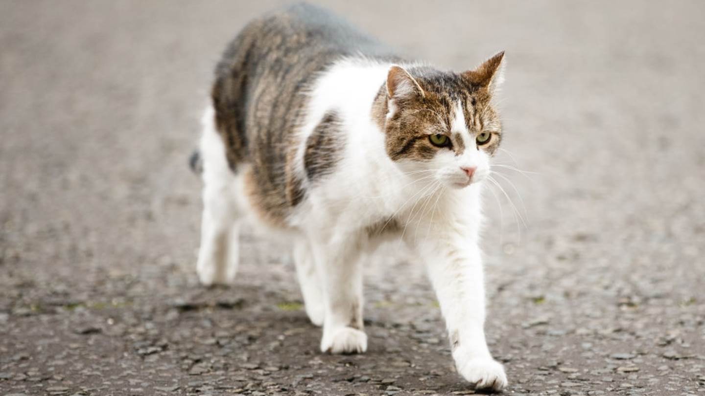 Larry, ο viral γάτος της Downing Street σε νέες περιπέτειες