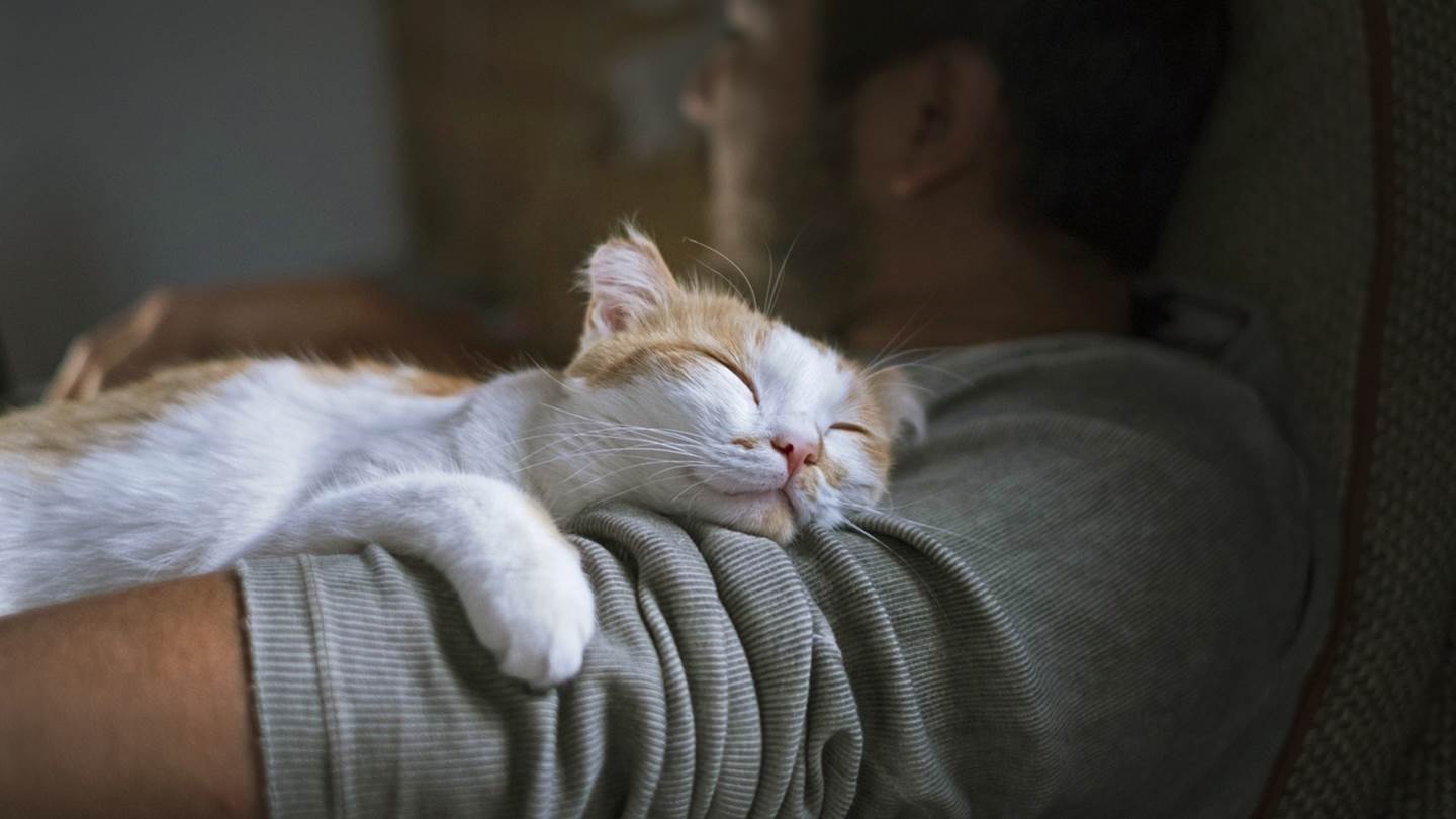 Κι όμως, το μυστικό της μακροζωίας βρίσκεται στη γάτα σου