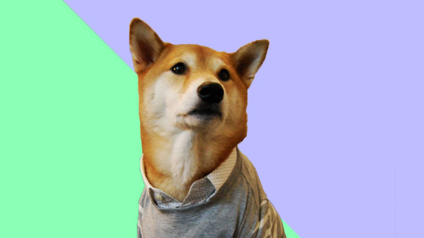 Influencers αλλά με 4 πόδια