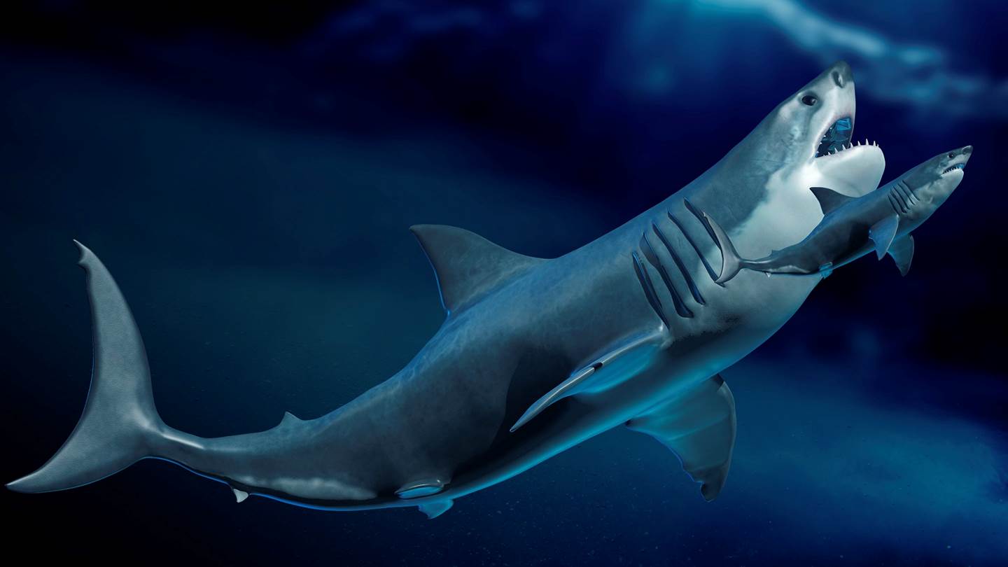 Ο Μεγαλόδοντας ήταν πολύ μεγαλύτερος από όσο πιστεύαμε