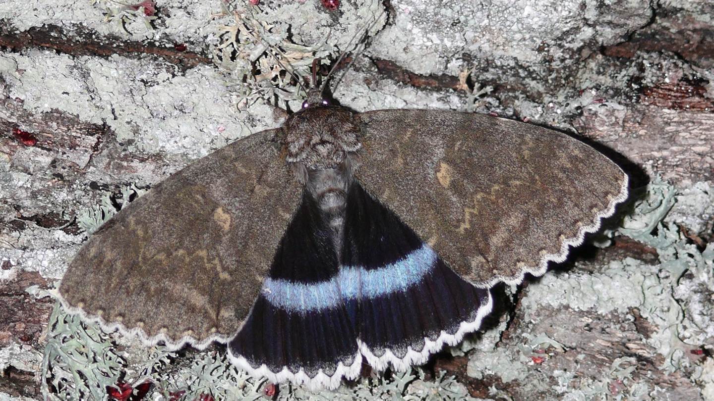 Στο Τσερνόμπιλ ανακάλυψαν πεταλούδα σε μέγεθος πουλιού