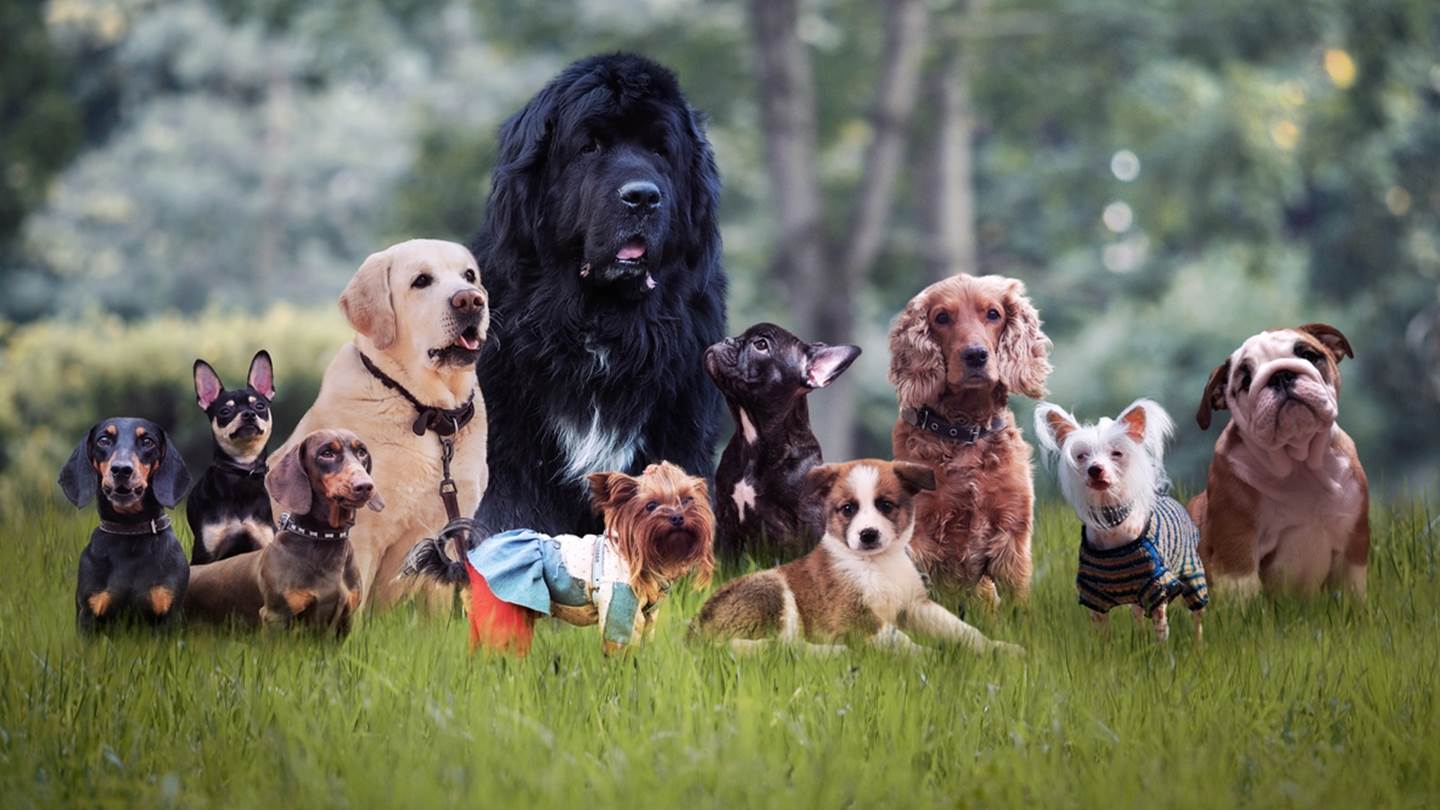 Αυτή είναι η πιο έξυπνη ράτσα σκύλου