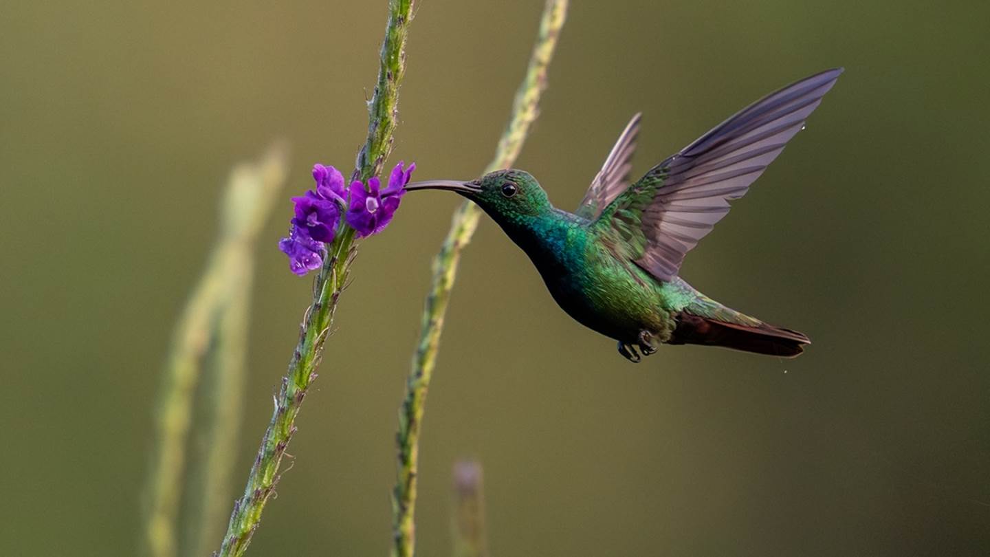 Αυτό είναι το μοναδικό πουλί που πετάει και προς τα πίσω