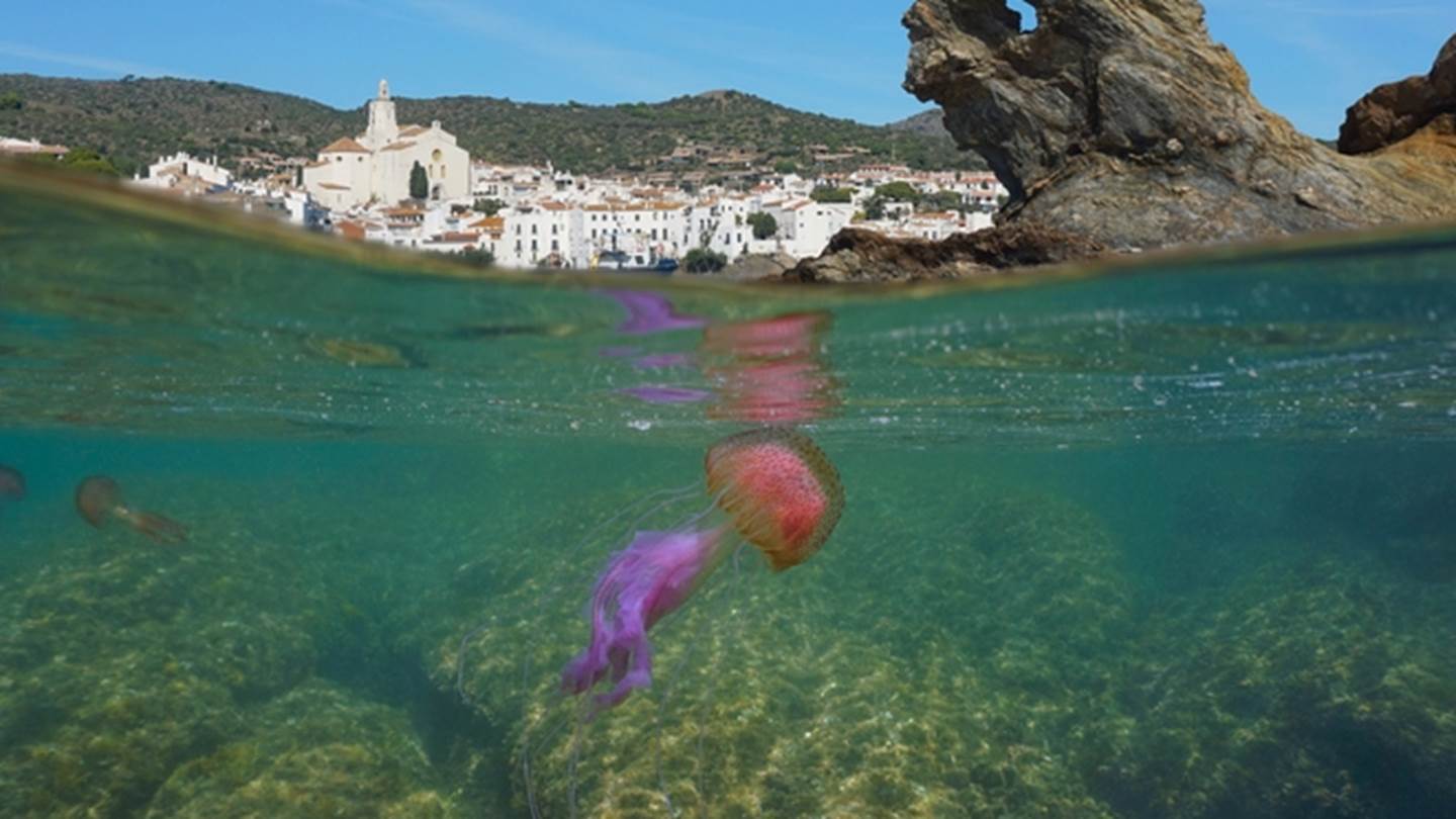 Μωβ μέδουσες: Ο χάρτης με τις πιο επικίνδυνες παραλίες