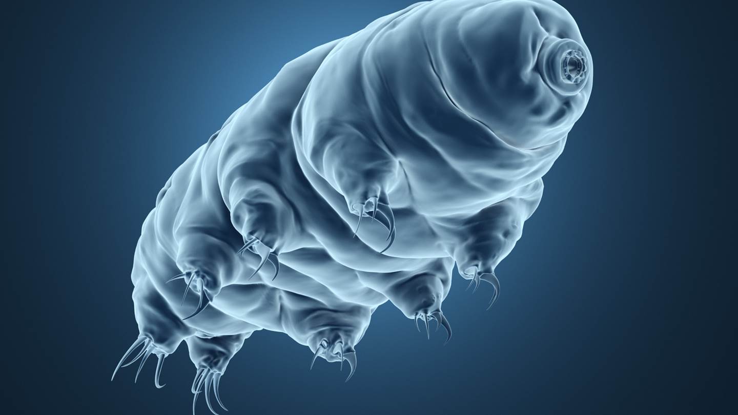 Ενα μόνο ζώο θα επιζήσει ακόμα και στο τέλος του κόσμου