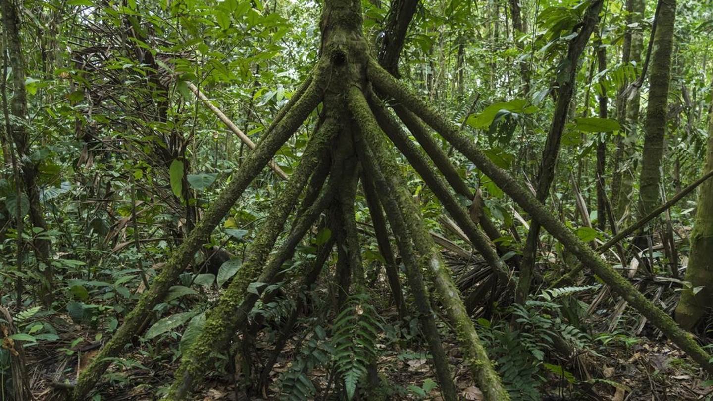 Δηλαδή αυτός ο φοίνικας μπορεί να περπατήσει;