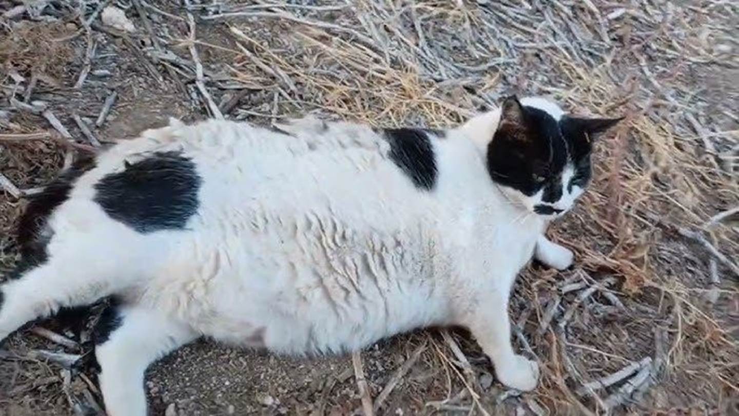 Chonkus Maximus: Ο διάσημος γάτος της Κρήτης έχει αποκτήσει status Pokémon