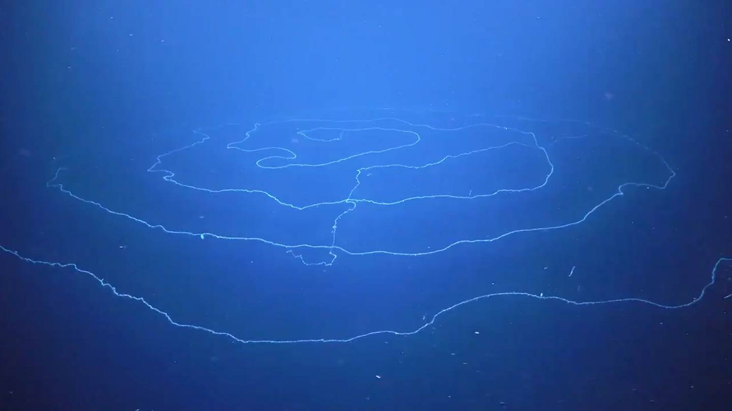 Μόλις ανακαλύφθηκε το πιο μακρύ πλάσμα του πλανήτη