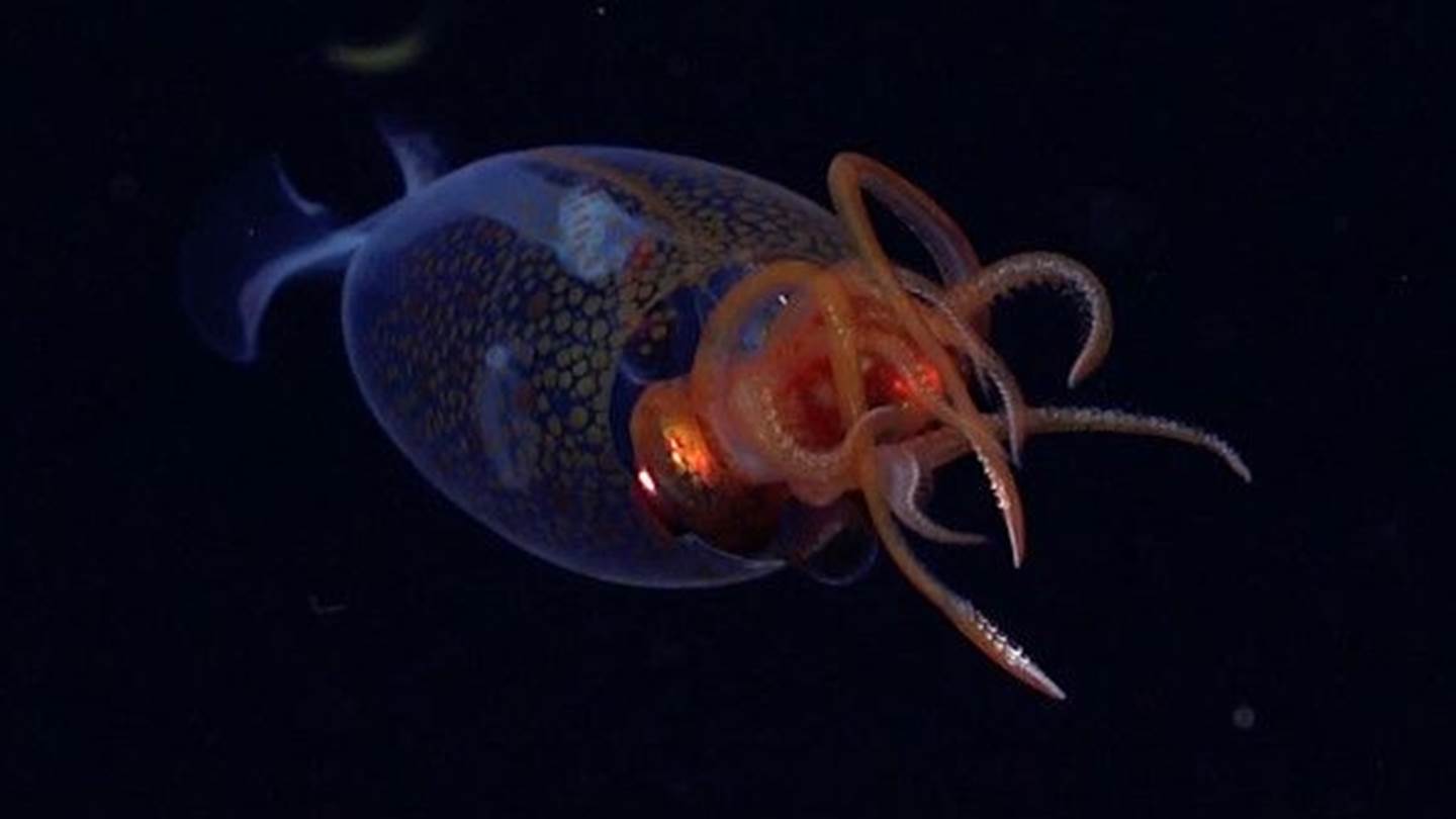 Το κολοσσιαίο καλαμάρι τελικά δεν είναι μύθος-Δείτε βίντεο