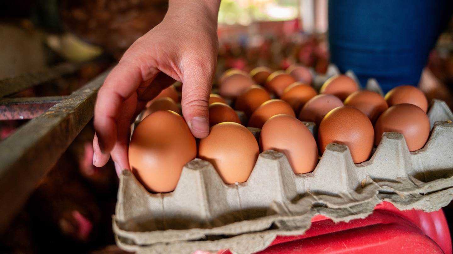 Τι συμβαίνει με τις επικίνδυνες χημικές ουσίες που βρέθηκαν στα ελληνικά αυγά