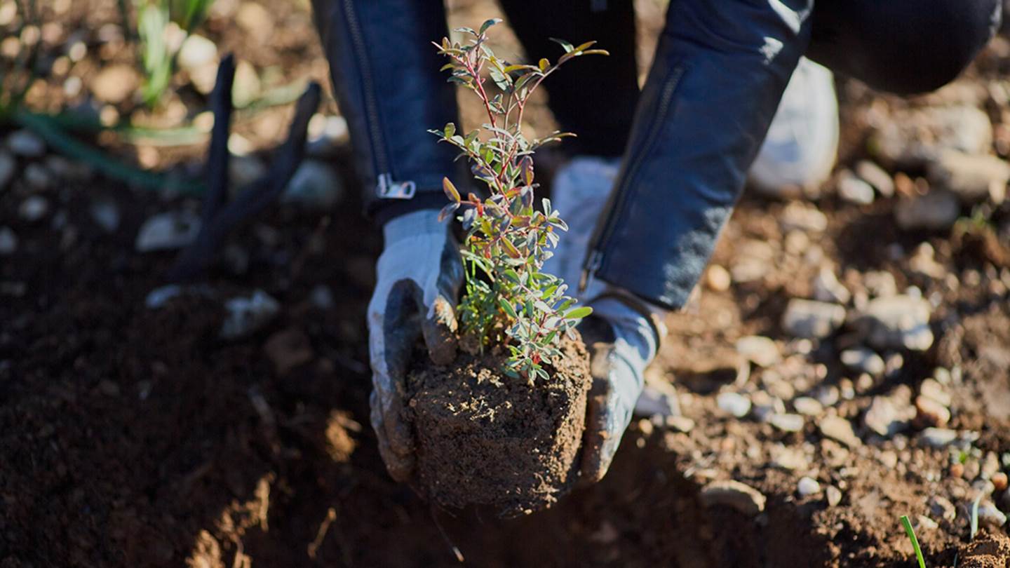Η Παπαστράτος φυτεύει 70.000 δέντρα