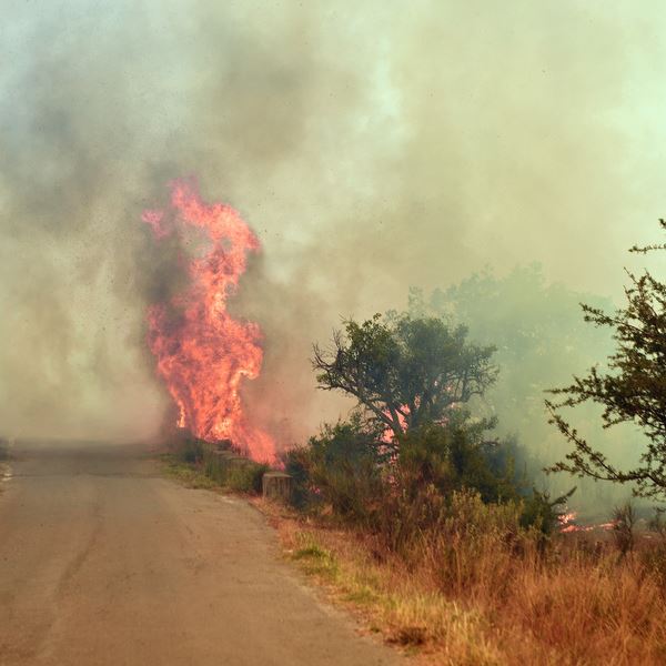 Πώς μπορείς να βοηθήσεις πυρόπληκτους ανθρώπους και ζώα
