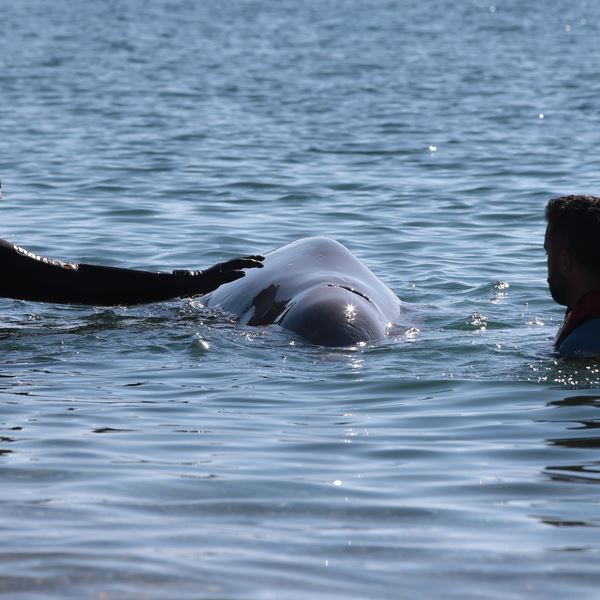 Όσα γνωρίζουμε για το ζιφιό, το σπάνιο είδος φάλαινας που εντοπίστηκε στον Άλιμο