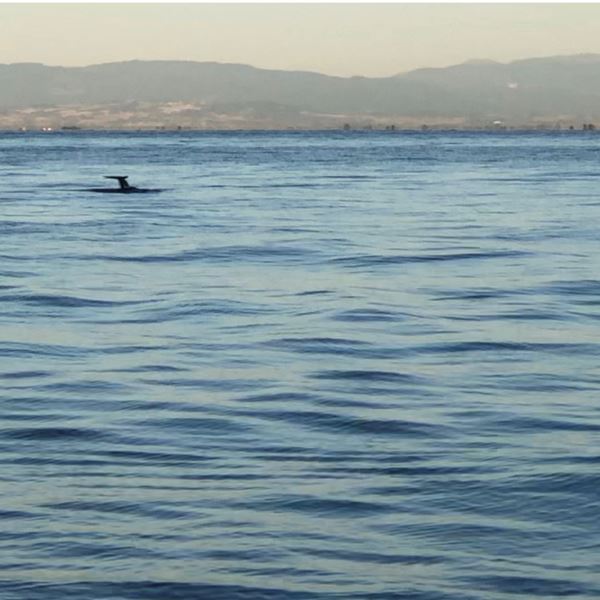 Σε άλλα νέα, ζευγάρια δελφινιών βολτάρουν στον Θερμαϊκό