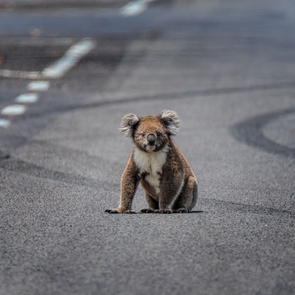 Μέχρι το 2050 τα κοάλα ίσως να έχουν εξαφανιστεί