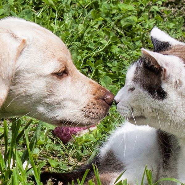 Παγκόσμια Ημέρα Ζώων στο Best Radio 92.6