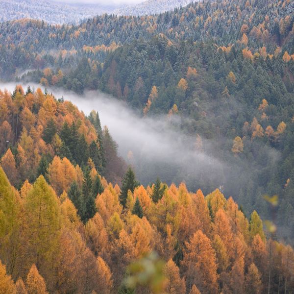 Οι πυρκαγιές στη Σιβηρία προκάλεσαν ρεκόρ εκπομπών διοξειδίου του άνθρακα