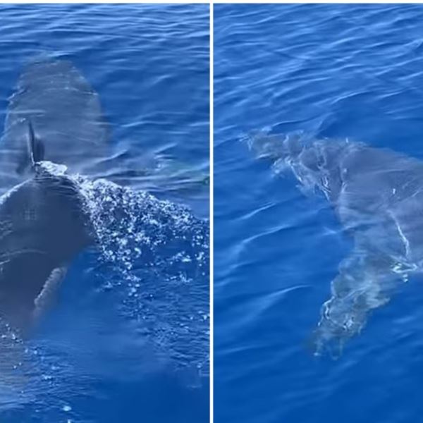 Σε άλλα νέα, καρχαρίας βόλταρε κοντά στο λιμάνι της Ζακύνθου