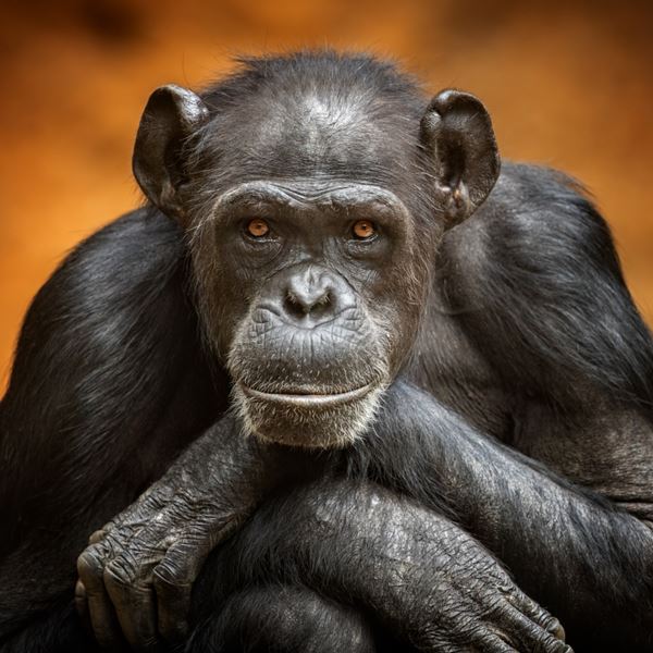 Είναι πιο δυνατοί οι χιμπατζήδες από τον άνθρωπο; Τα δεδομένα της επιστήμης