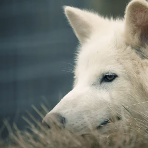 Ανταρόλυκος: Μήπως η επιστροφή του δεν είναι και τόσο επιστροφή;