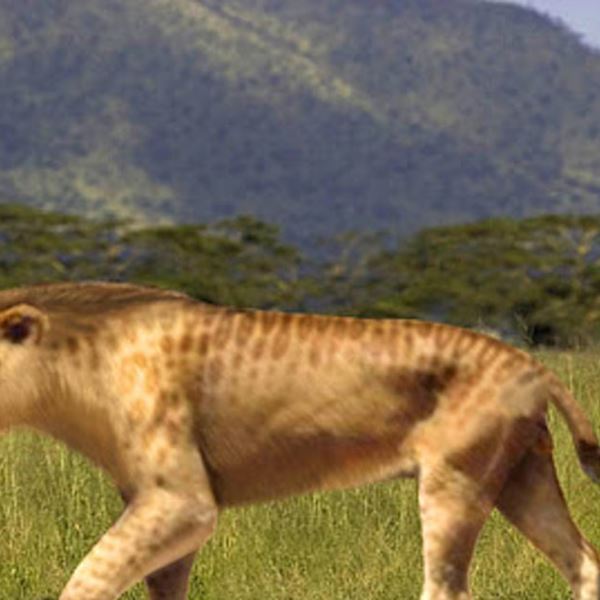 Ίσως βρέθηκε η μεγαλύτερη γάτα στην ιστορία