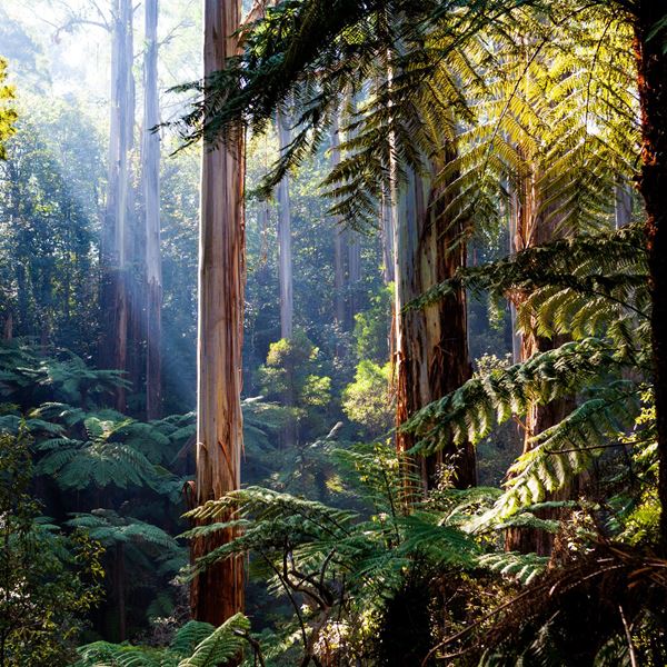 Η δύναμη της φύσης στην ανθρώπινη υγεία