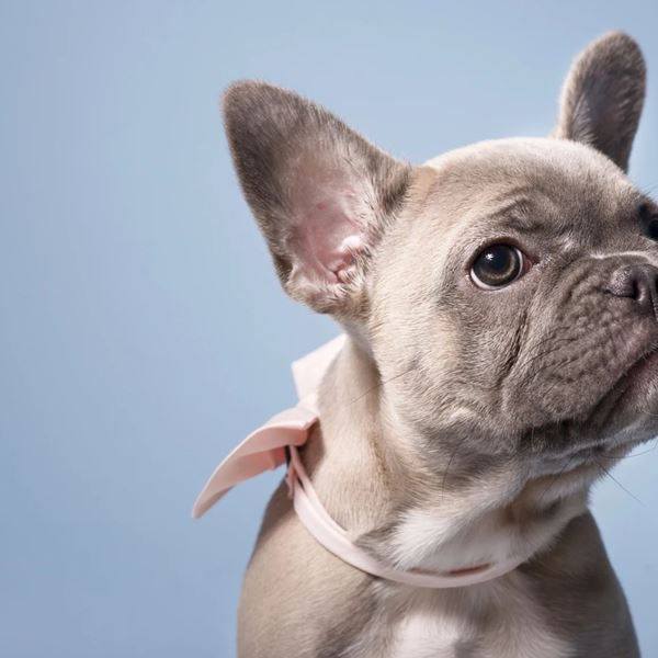 Οι 5 πιο ήσυχες ράτσες σκύλων