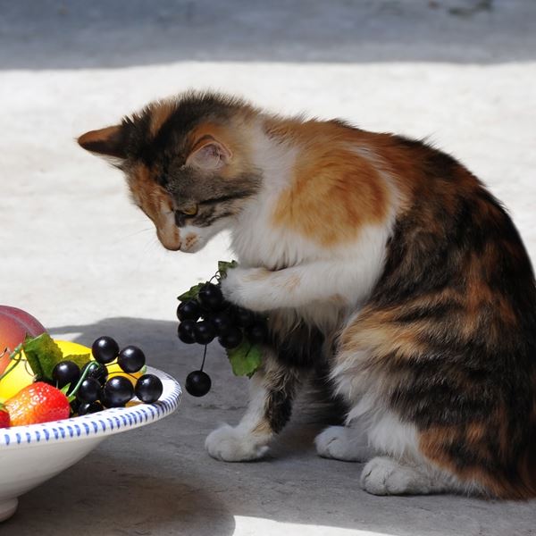 Χιλιάδες γάτες γίνονται vegan, προφανώς όχι επειδή το θέλουν