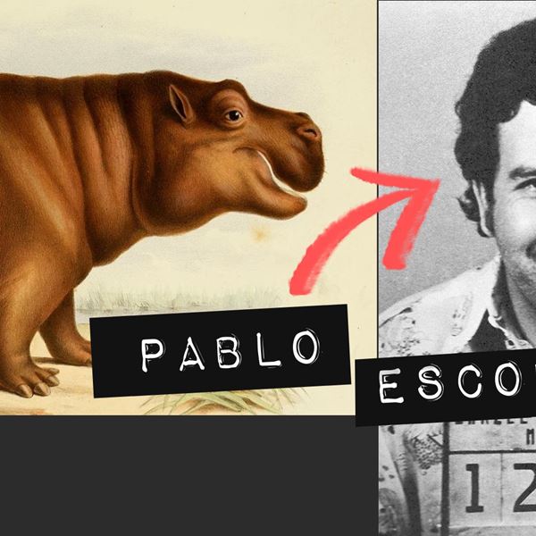 Ο Pablo Escobar ακόμα αποτελεί πρόβλημα για τους ιπποπόταμους στην Κολομβία