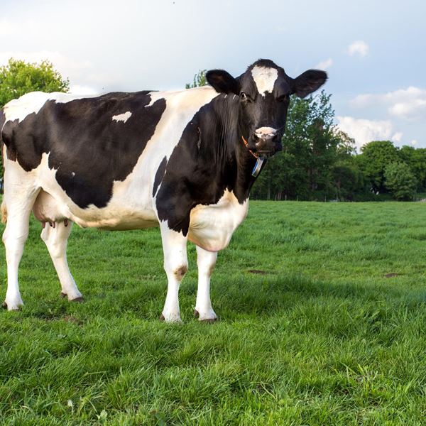 Γιατί όλο και περισσότεροι άνθρωποι γίνονται αλλεργικοί στο κρέας