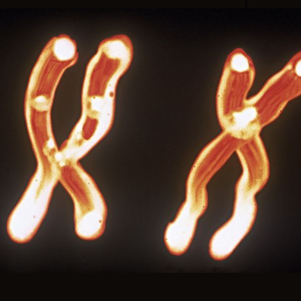 Πόσο ζυγίζει ένα ανθρώπινο χρωμόσωμα