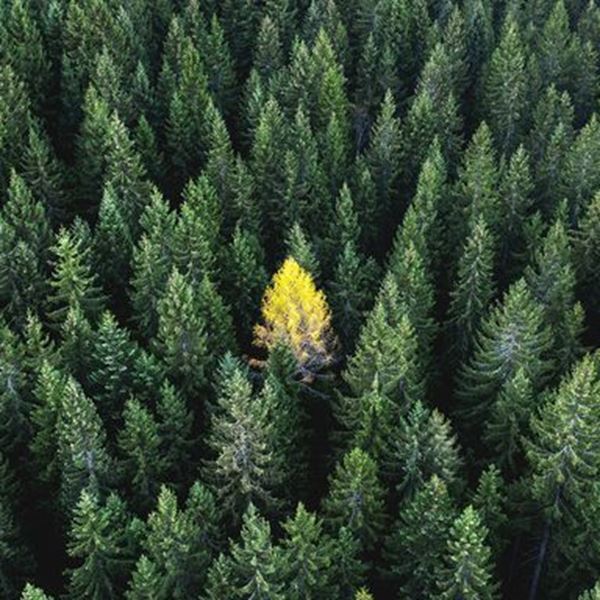 7 ασυνήθιστα αρώματα που μυρίζουν φθινόπωρο