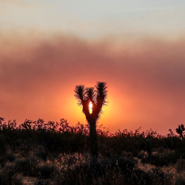 Καταστροφές ρεκόρ στην Καλιφόρνια από τις φετινές πυρκαγιές