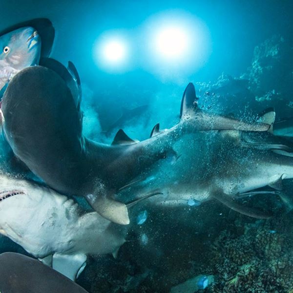 Οι πιο εντυπωσιακές υποβρύχιες φωτογραφίες του 2019