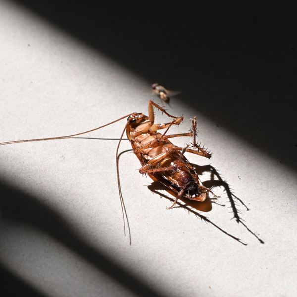 Σε άλλα -αηδιαστικά- νέα, στη Λάρισα κάνουν επιδρομή ιπτάμενες κατσαρίδες