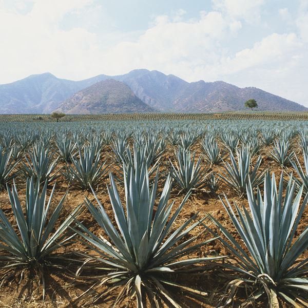 Τελειώνει όντως η τεκίλα στον πλανήτη;