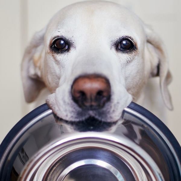 Τελικά, πόσες φορές την ημέρα πρέπει να ταΐζεις τον σκύλο σου;