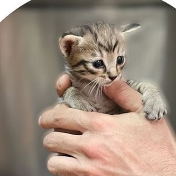 Στο Καταφύγιο του Σωκράτη, τα αδέσποτα ζώα της Αθήνας βρίσκουν στέγη