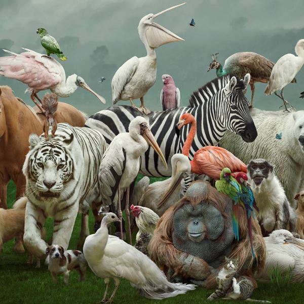 Παγκόσμια Ημέρα των Ζώων: Από την αρχαιότητα στο σήμερα