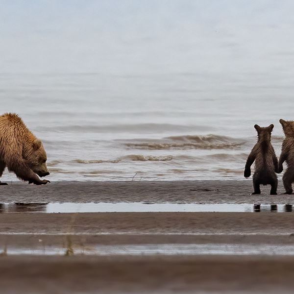 Σκοτώνοντας νεογέννητες αρκούδες στις φωλιές τους