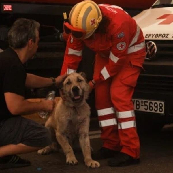 Πώς μπορείς να βοηθήσεις τα πυρόπληκτα ζώα