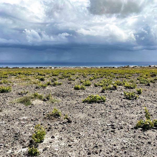 ΟΕΝΟ Π, ένας μοναδικός έρωτας για το κρασί που έγινε θαυμάσιο οινοποιείο