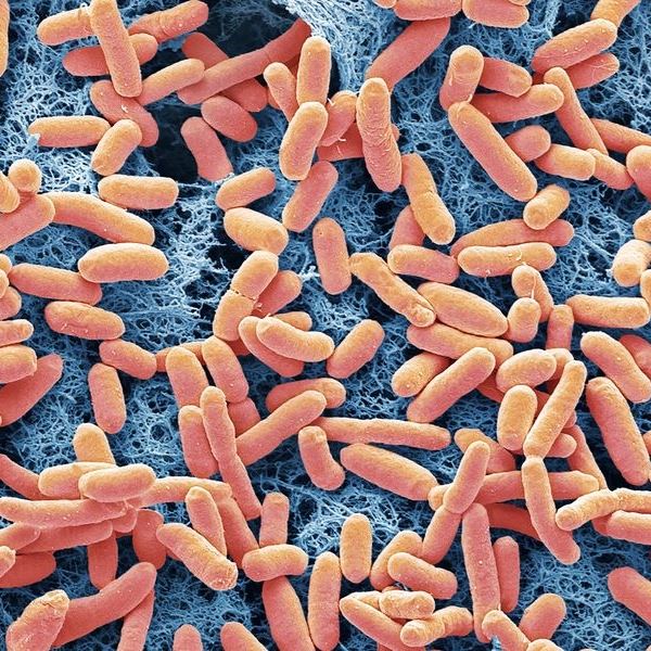 Βακτήρια παράγουν ενέργεια, το διαβάσαμε κι αυτό